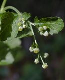 Dichrocephala integrifolia