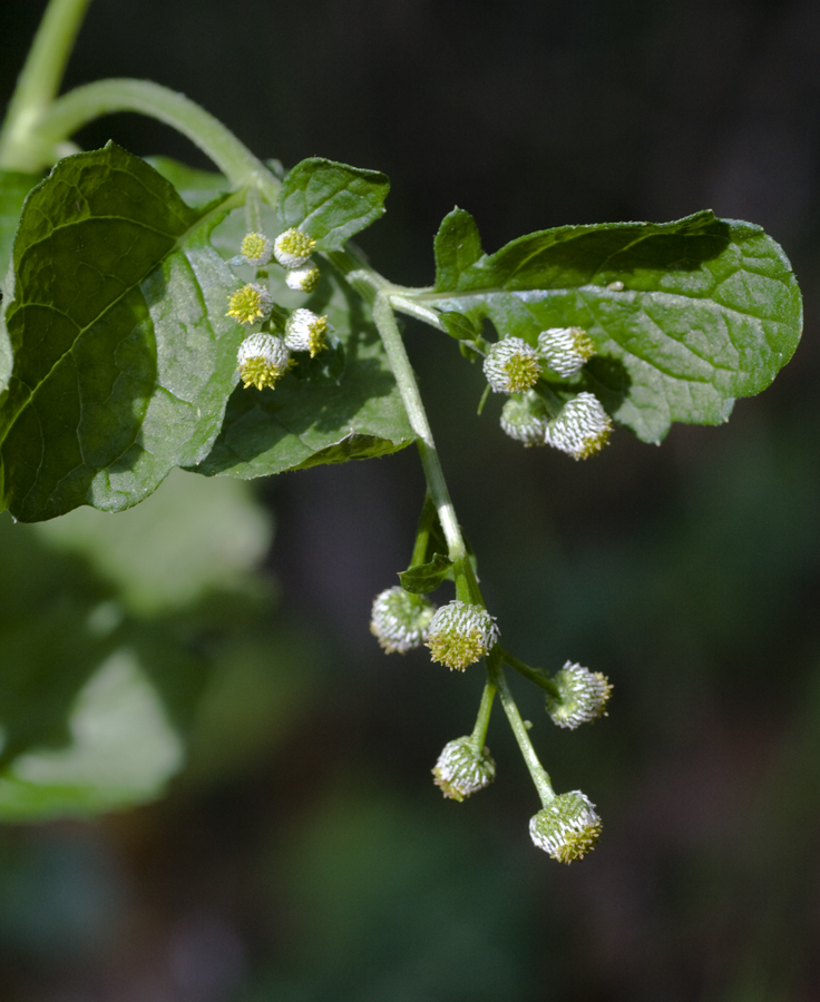 Image of Dichrocephala integrifolia specimen.