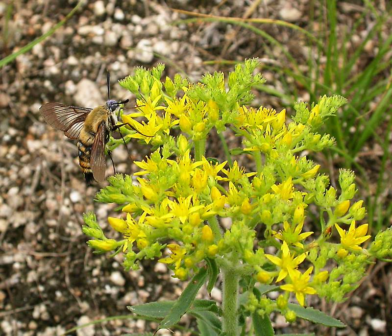 Изображение особи Aizopsis selskiana.