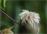 Clematis × jackmanii