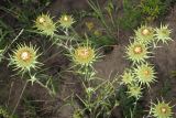 Carlina biebersteinii. верхушки побегов с соцветиями-корзинками (вид сверху). Ульяновская обл., Мелекесский р-н, окр. пос. Русский Мелекесс, зарастающий сосной суходольный луг, противопожарная борозда. 25.07.2023.