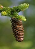 Picea glehnii. Верхушка побега с шишкой. Южные Курилы, о. Кунашир, кальдера влк. Головнина. 17.07.2006.