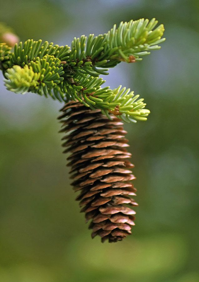 Image of Picea glehnii specimen.