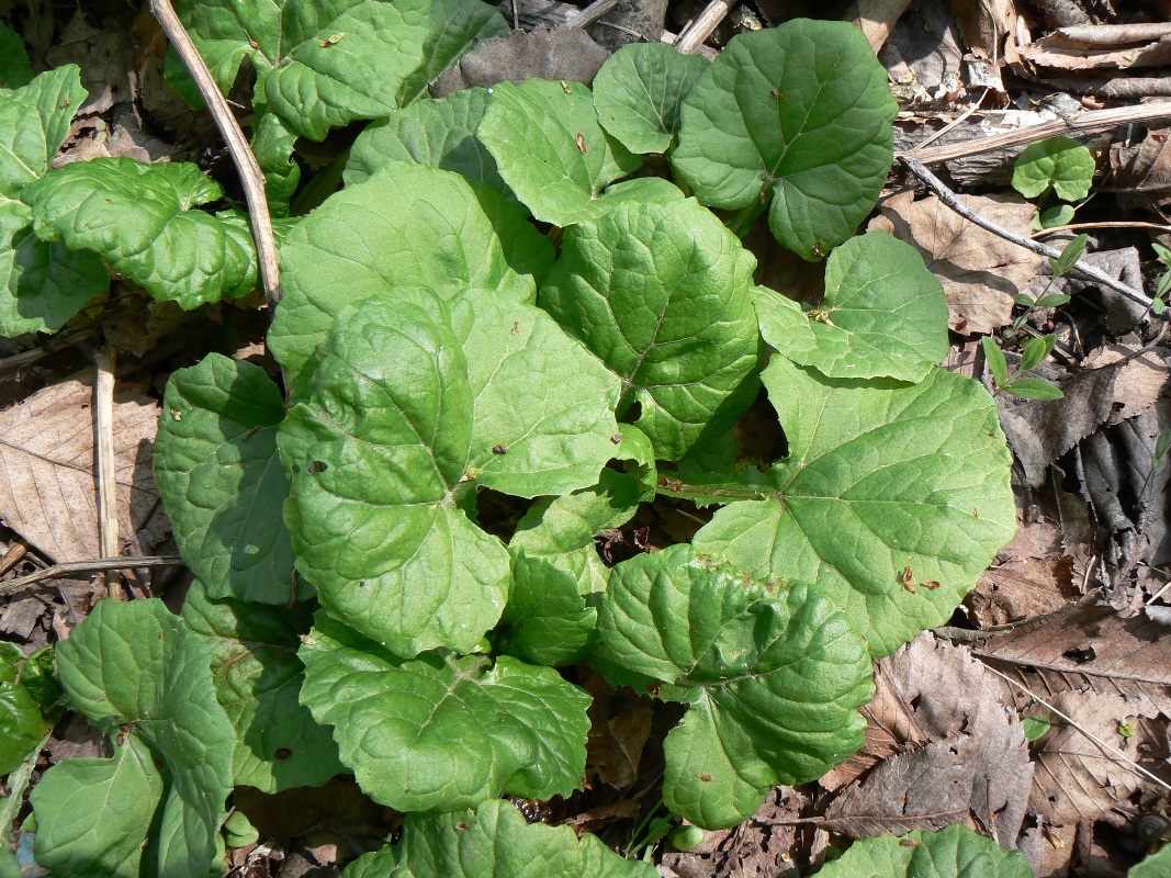 Image of Adenocaulon adhaerescens specimen.