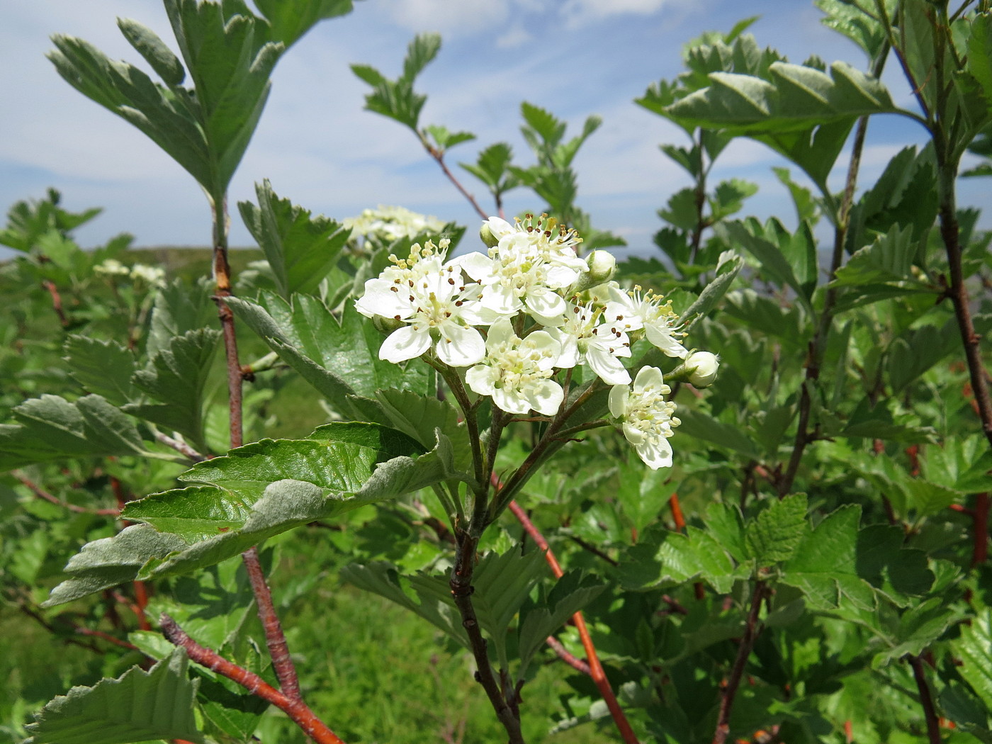 Image of Sorbus persica specimen.