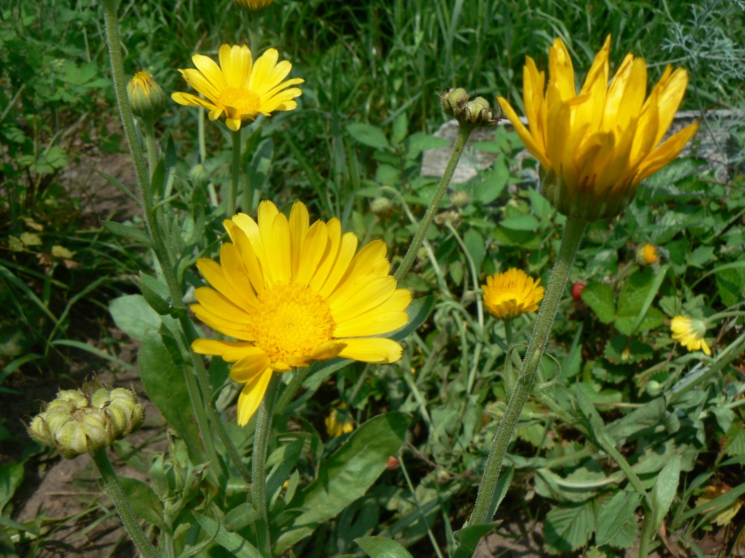 Image of Calendula officinalis specimen.