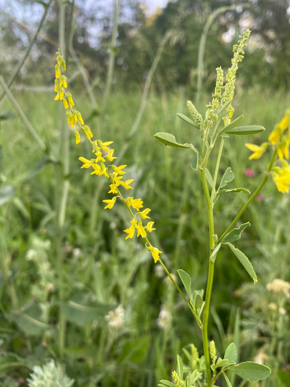 Изображение особи Melilotus officinalis.
