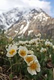 Dryas oxyodonta