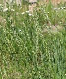 Lolium multiflorum
