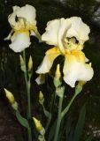 Iris × hybrida