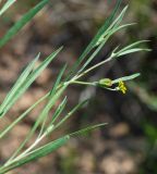 Koelpinia linearis