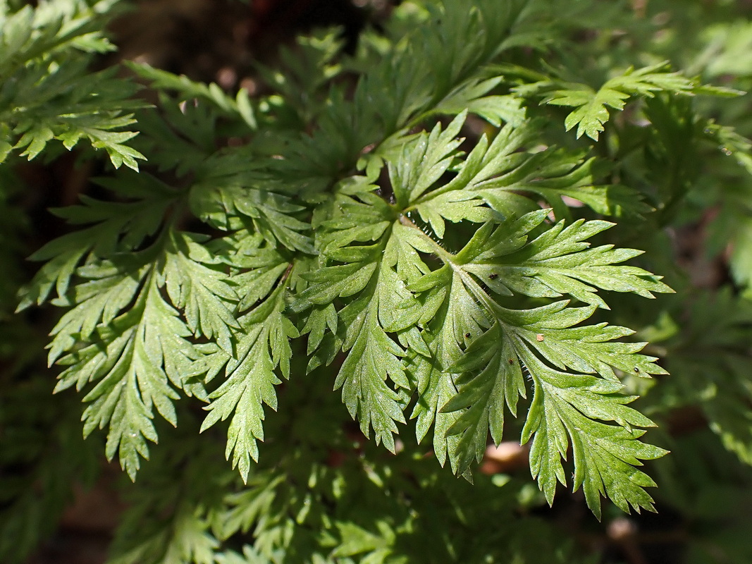 Image of Adonis amurensis specimen.