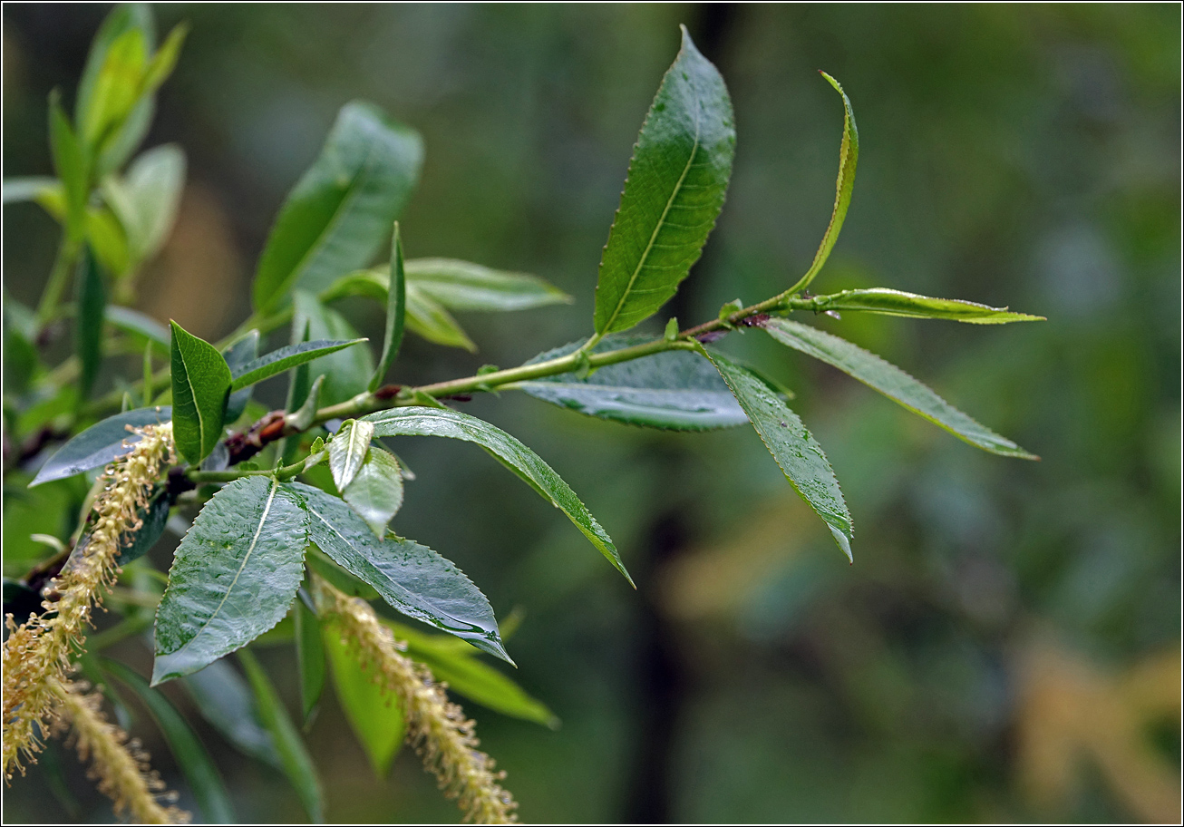 Image of Salix triandra specimen.