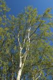 Betula pendula. Крона цветущего растения. Псковская обл., Гдовский р-н, окр. дер. Самолва, мемориальный комплекс «Князь Александр Невский с дружиной», побережье Чудского озера, выкашиваемый луг. 27.04.2025.