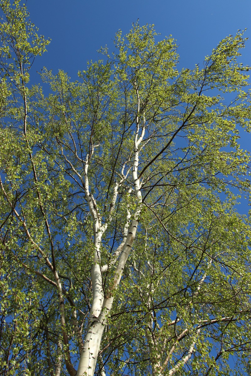 Image of Betula pendula specimen.