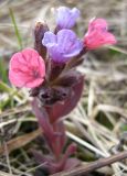 Pulmonaria obscura