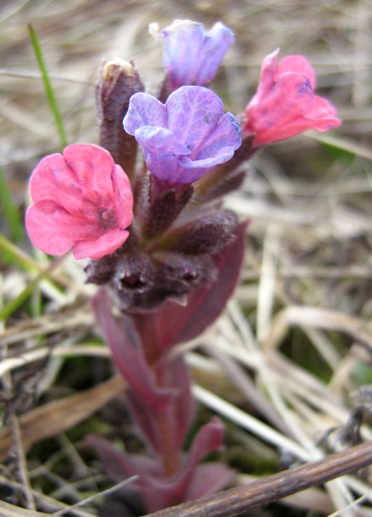 Изображение особи Pulmonaria obscura.