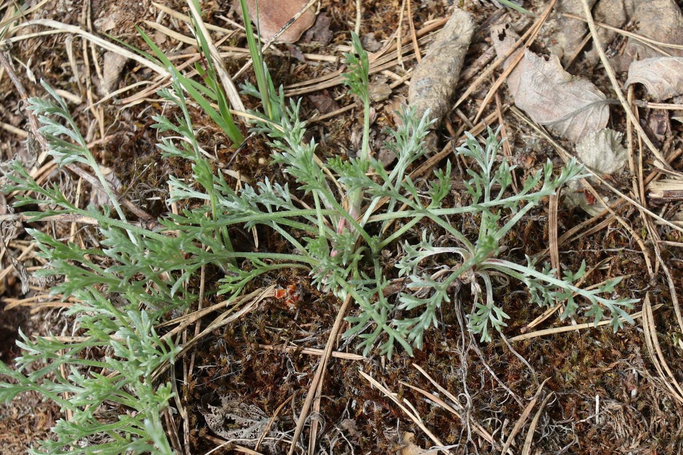 Image of Artemisia campestris specimen.