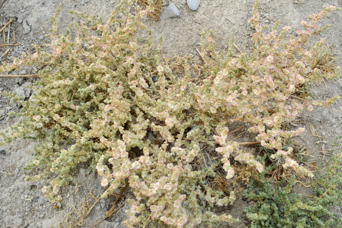 Image of familia Chenopodiaceae specimen.