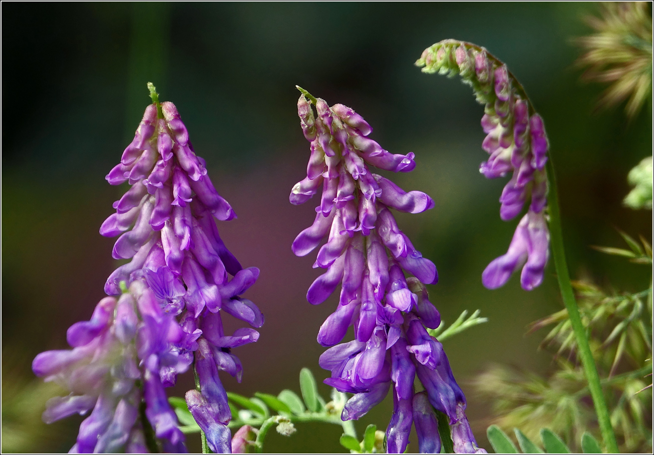 Image of Vicia cracca specimen.