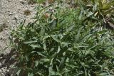 unknown species. Верхушка вегетирующего растения. Турция, ил Агры, г. Догубаязит, скала, возвышающаяся на северо-востоке от дворца Исхак-паши, юго-западный склон, горная степь. 20 мая 2025 г.