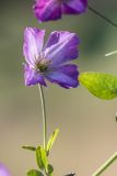 Clematis viticella