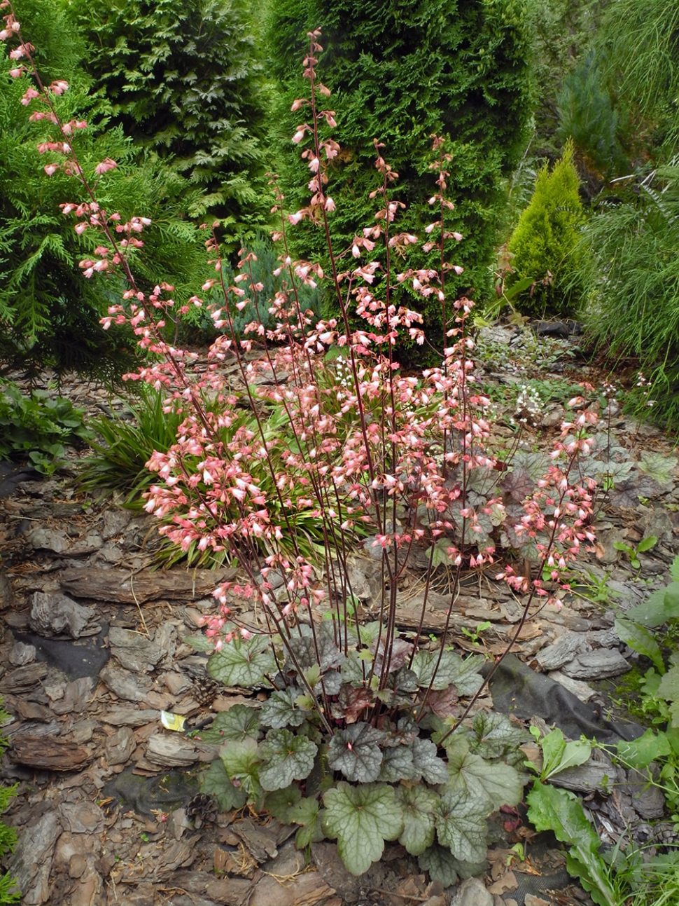 Image of Heuchera &times; hybrida specimen.