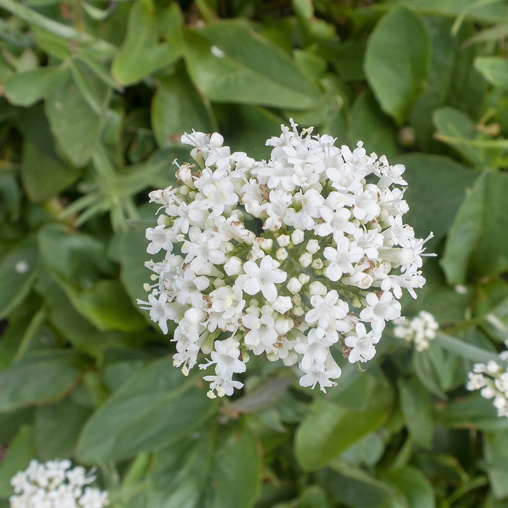 Изображение особи Valeriana alpestris.