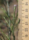 Symphyotrichum variety squamatum