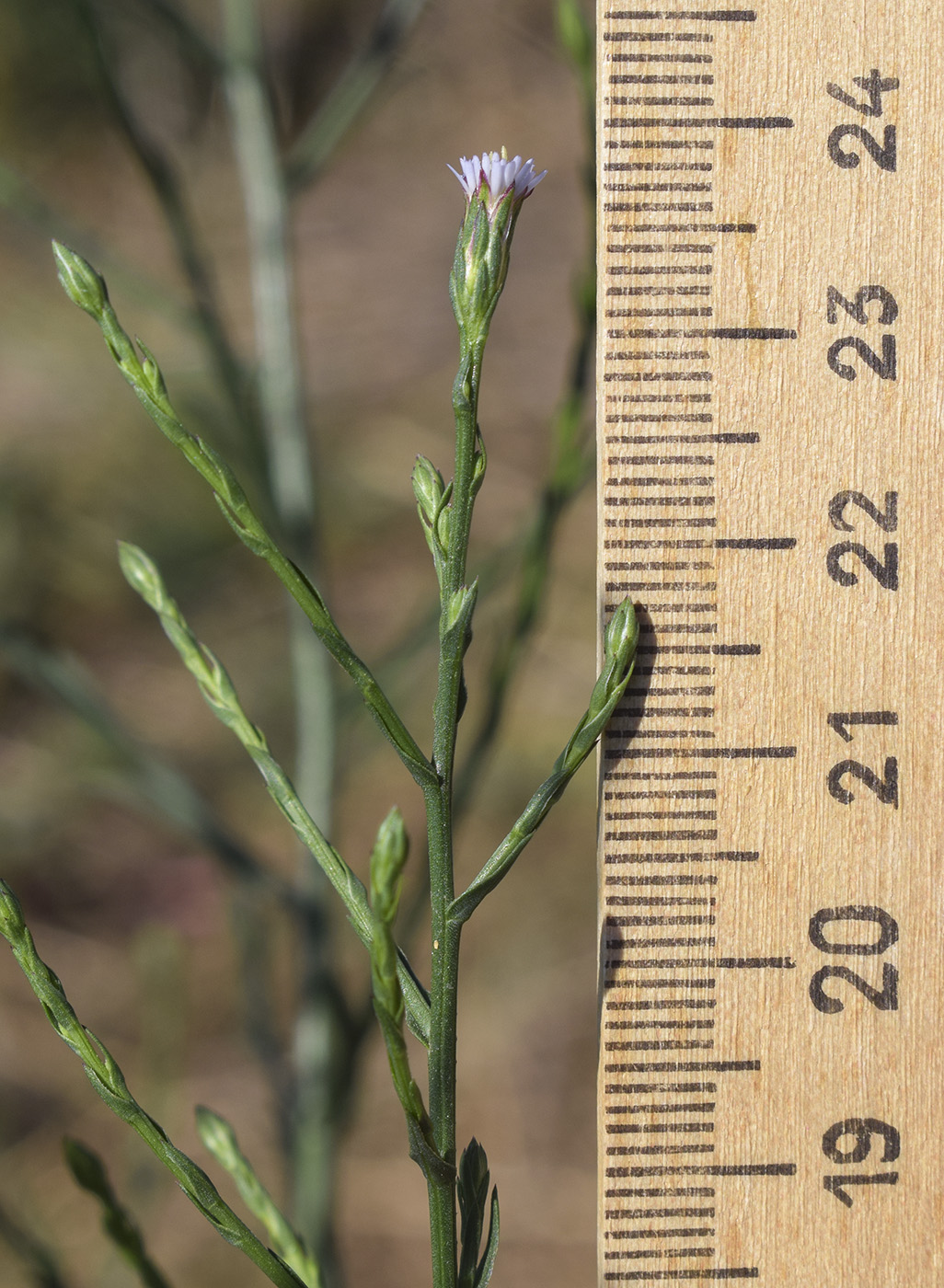 Image of Symphyotrichum subulatum var. squamatum specimen.