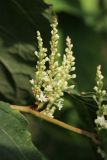 Reynoutria sachalinensis. Часть побега с расцветающими соцветиями. Беларусь, Витебская обл., окр. пос. Езерище, граница суходольного луга и ивняка на опушке черноольшаника. 14.09.2025.