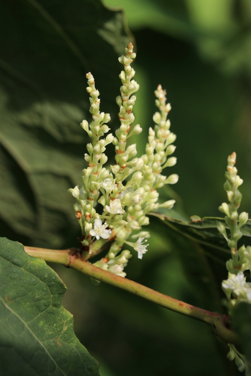 Изображение особи Reynoutria sachalinensis.