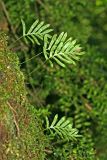 Polypodium cambricum. Растения на замшелом стволе самшита. Республика Абхазия, окр. г. Новый Афон. 28.08.2009.