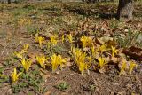Sternbergia colchiciflora
