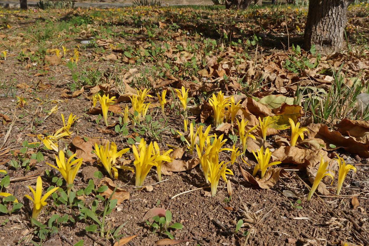 Image of Sternbergia colchiciflora specimen.