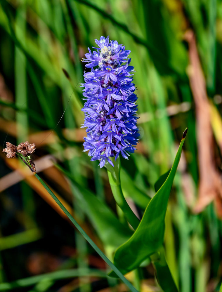 Изображение особи Pontederia cordata.