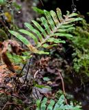 род Polypodium. Вайя спороносящего растения. Португалия, Азорские о-ва, о-в Сан-Мигел, кальдера вулкана Фурнаш, парк \"Терра-Ноштра\", каменистый берег ручья. 13.08.2025.