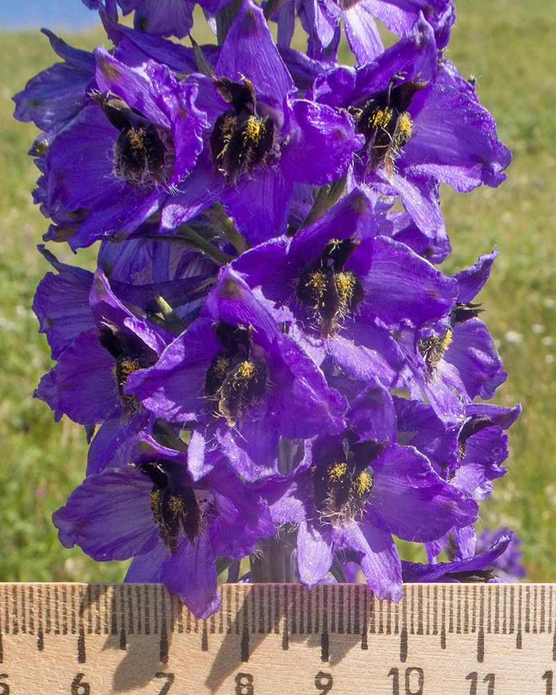 Изображение особи Delphinium bracteosum.