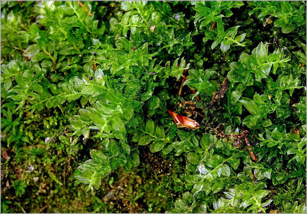 Image of Unknown species specimen.