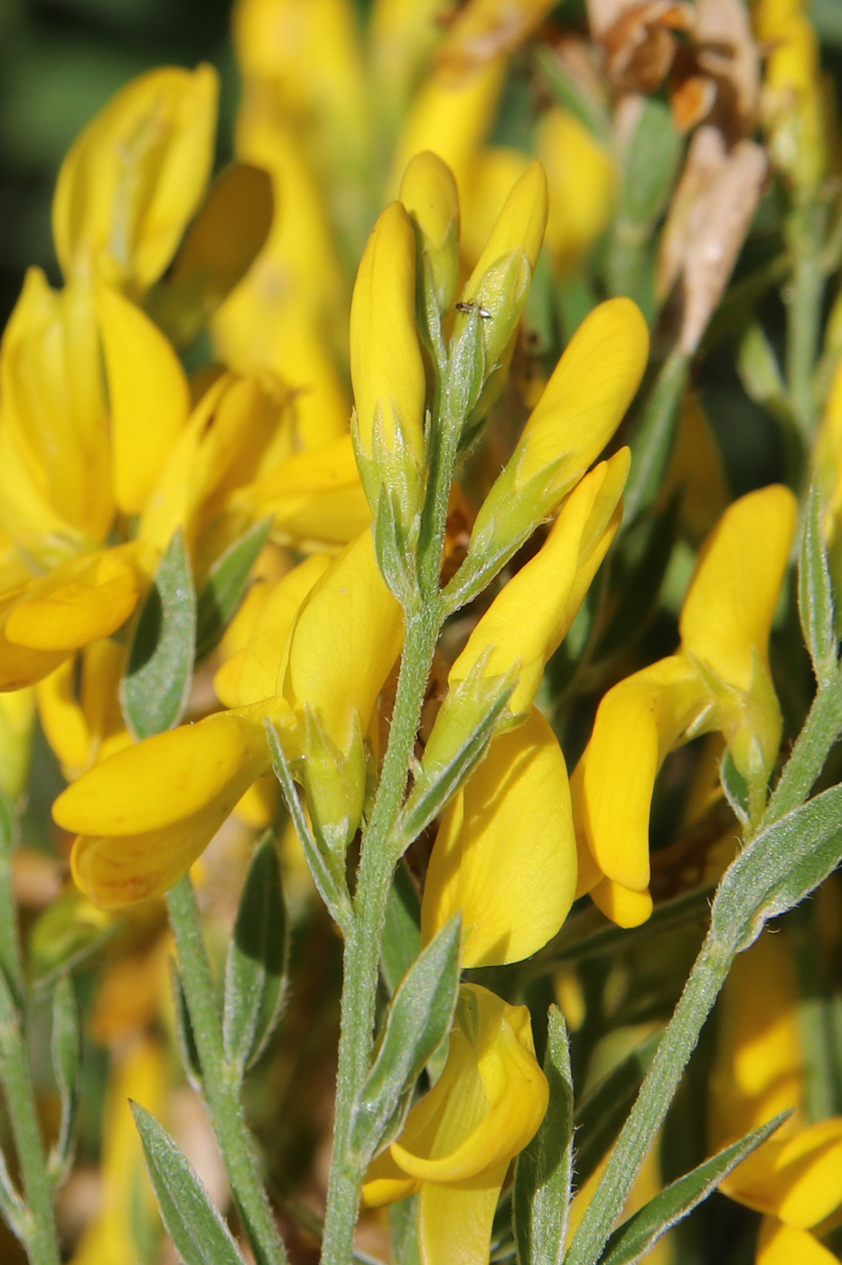 Image of Genista tinctoria specimen.