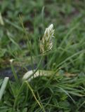 genus Ornithogalum. Развивающееся соцветие. Турция, ил Хаккари, Кырыкдаг Яйла, ок. базового лагеря, выс. ок. 2550 м н.у.м., луг. 24 мая 2025 г.