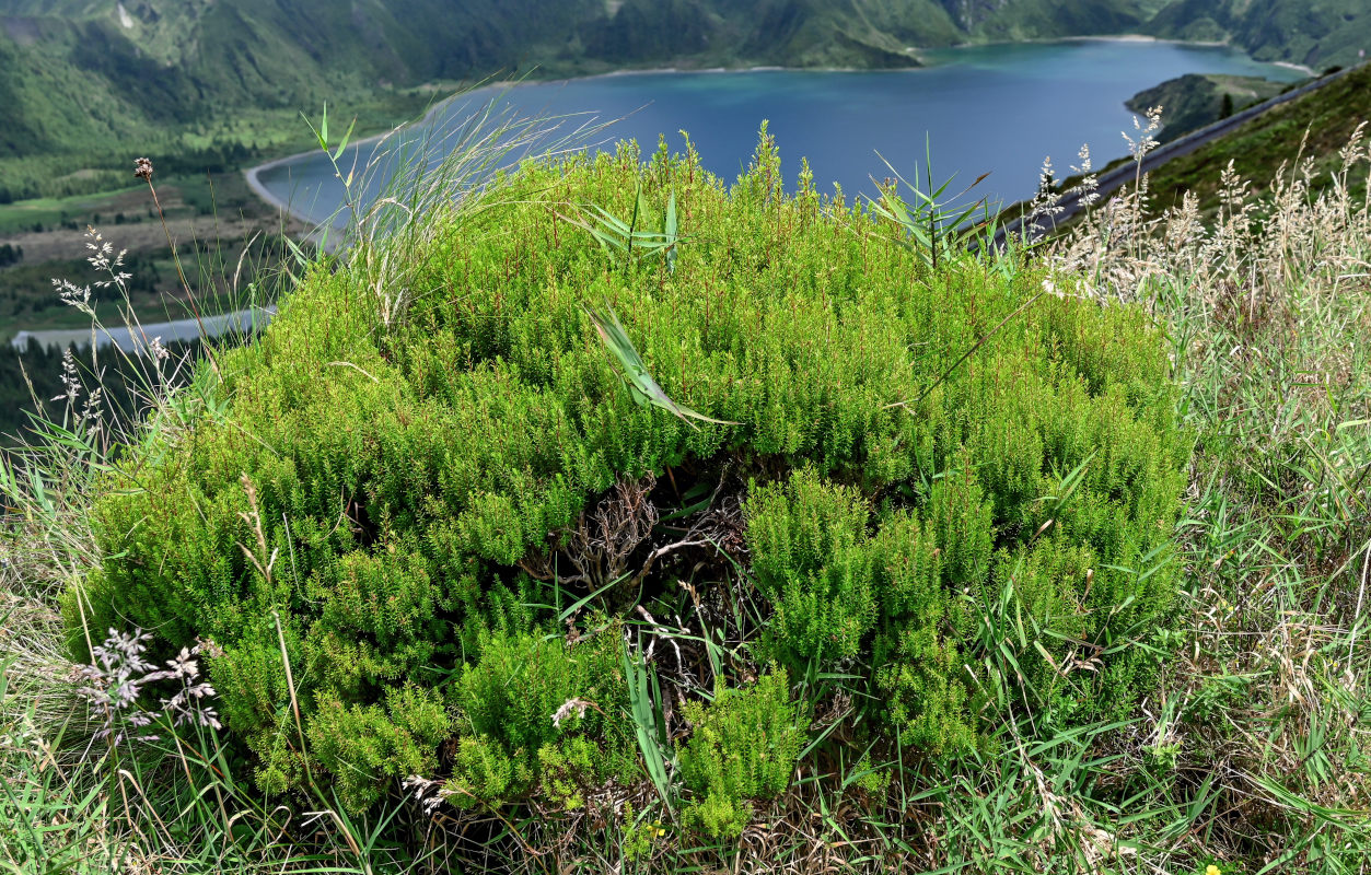 Изображение особи Erica azorica.