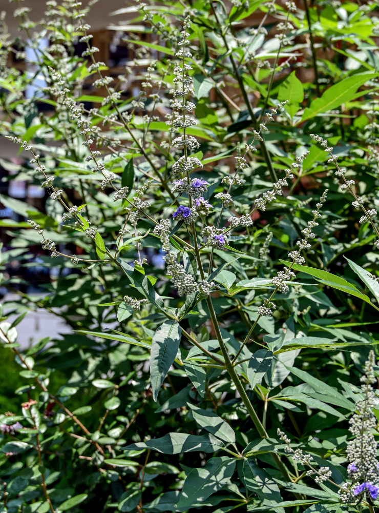 Image of Vitex agnus-castus specimen.