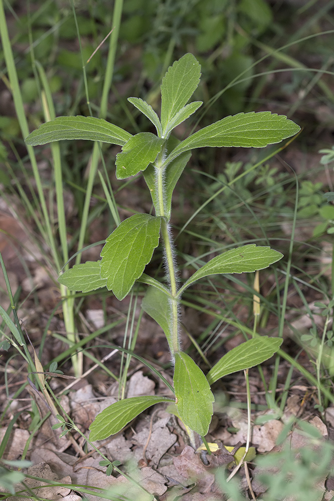 Image of class Magnoliopsida specimen.