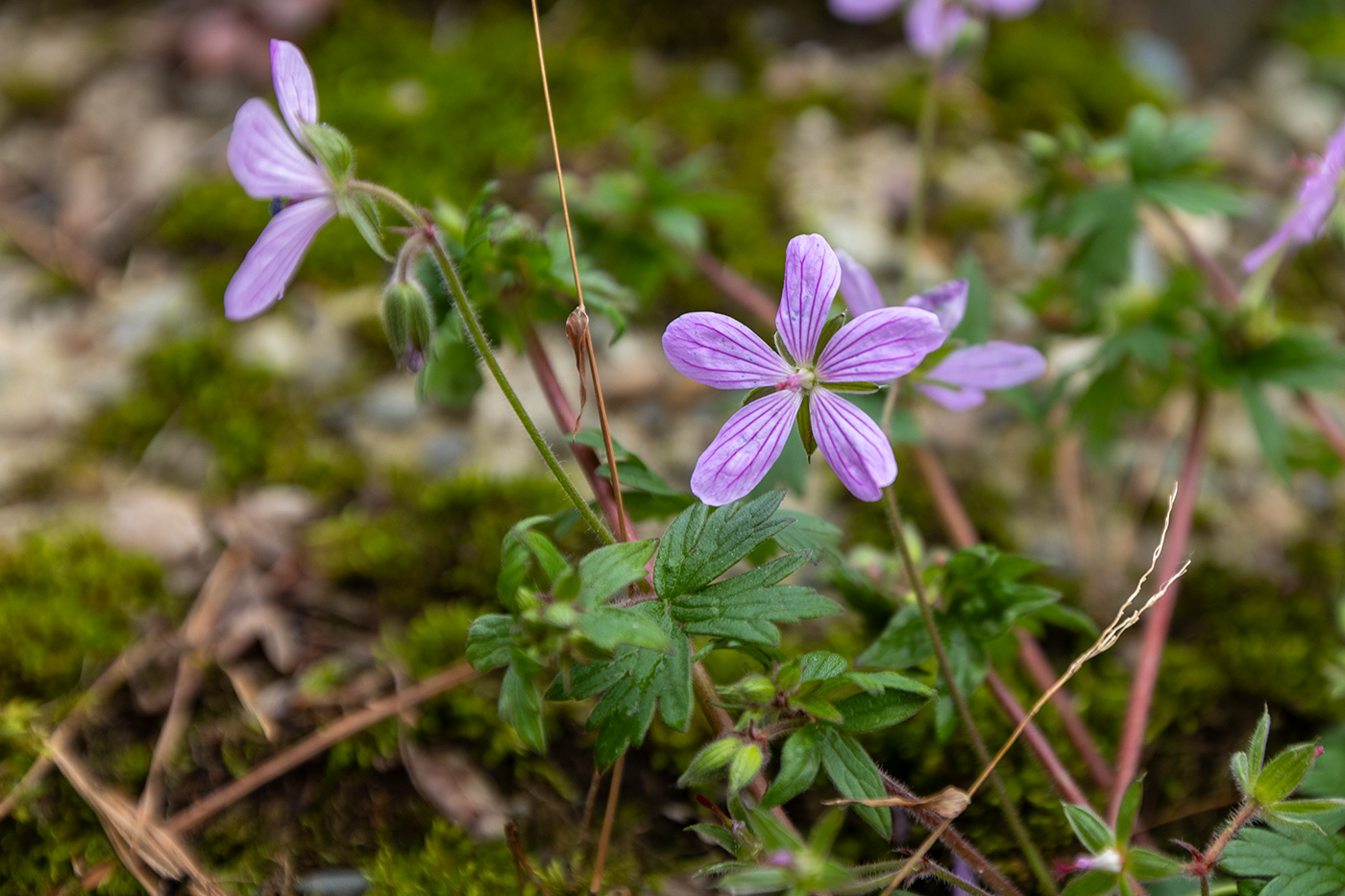 Изображение особи Geranium asphodeloides.