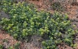 Crithmum maritimum. Цветущие и плодоносящие растения. Португалия, округ Лейрия, пос. Назаре, подножие каменистого склона. 07.08.2025.