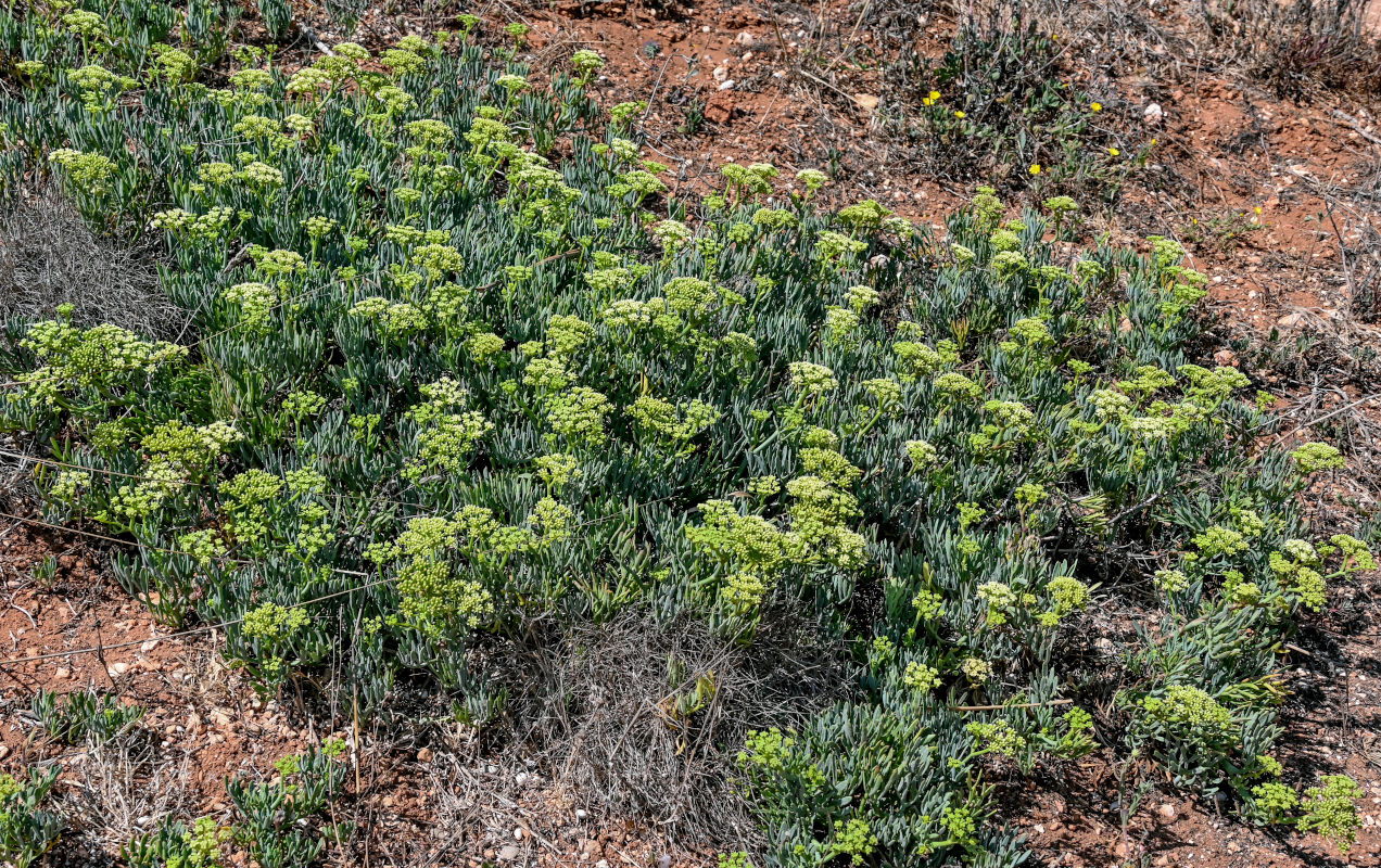 Изображение особи Crithmum maritimum.