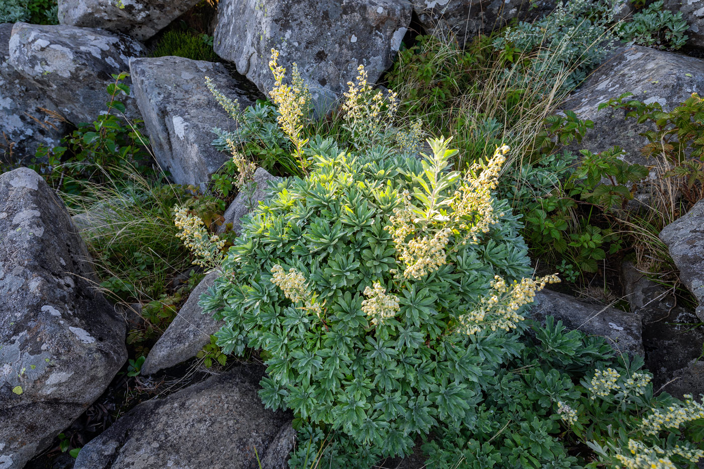 Изображение особи род Artemisia.