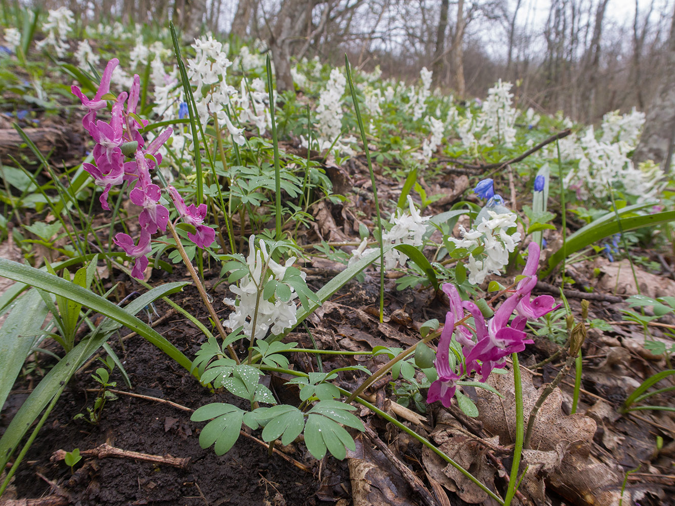 Изображение особи Corydalis caucasica.