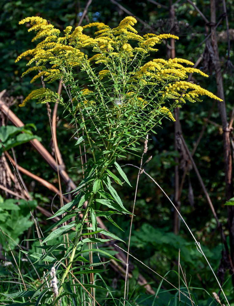 Изображение особи Solidago canadensis.